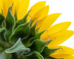 Tapeta Nature Flowers 213.jpg